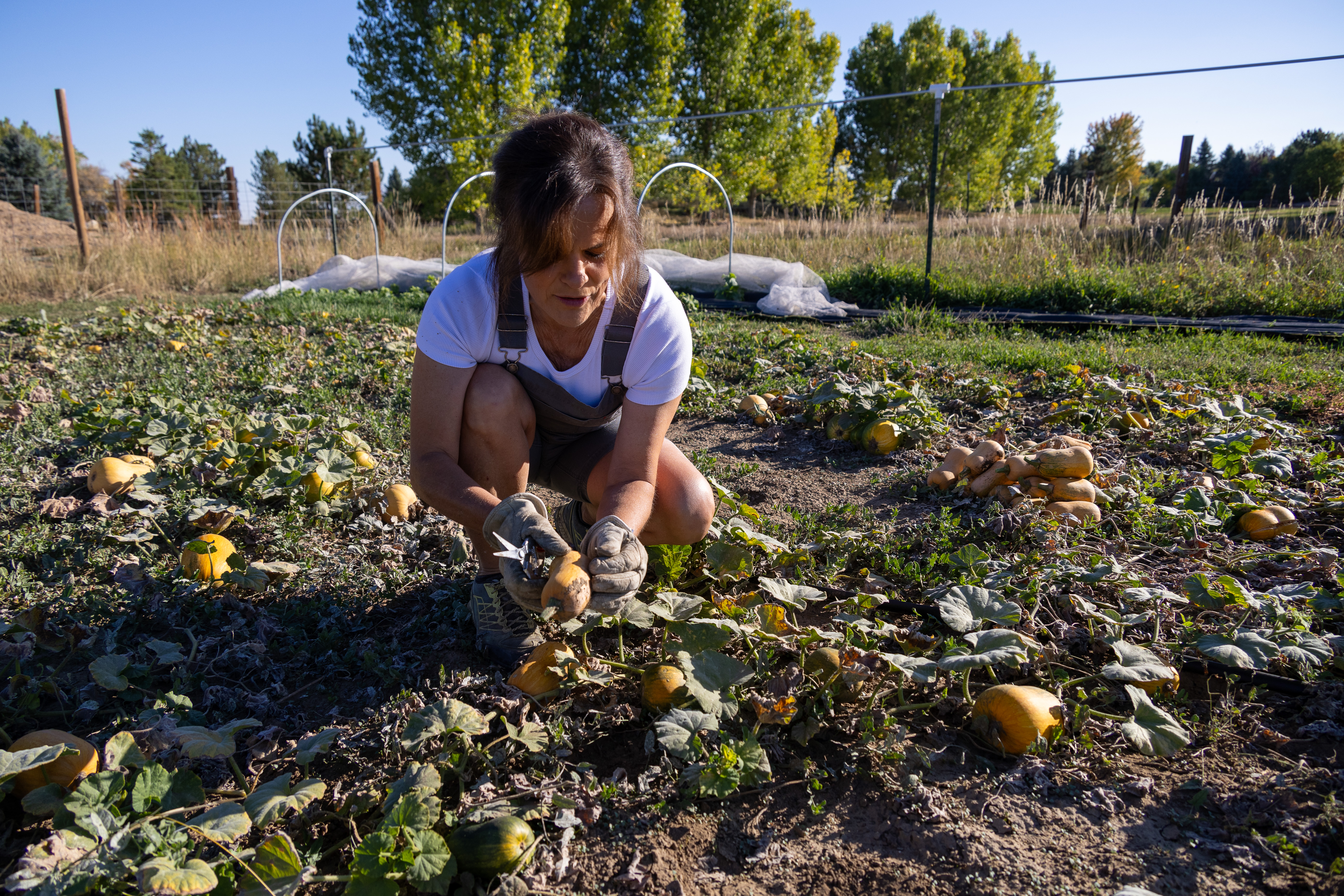 Farmer Theresa Schuller harvests baby butternut squash at Old Elm Farm in Boulder.